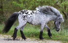 3,087,127 likes · 21,031 talking about this · 24,581 were here. Horse Breed Falabella