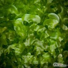 Image result for Lomariopsis