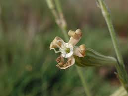 Image result for Silene bellidioides
