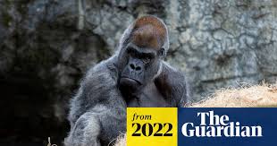 Image result for Ozoroa homblei