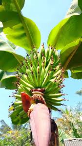 Image result for Musa paradisiaca