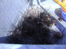 Look through examples of landak translation in sentences, listen to pronunciation and learn grammar. Tayum Landak Laut Exotic Sabah Food