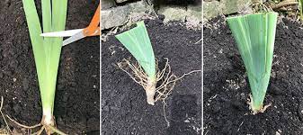 How To Divide Irises And Replant Them In The Garden