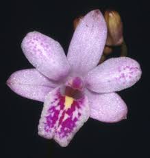 Image result for Polystachya melanantha