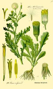 Image result for Senecio milanjianus