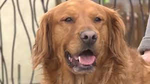 The golden is an active dog who will retrieve a tennis ball until your arm gives out. What A Good Boy Golden Retriever Delivers Groceries To Neighbour In Need During Lockdown