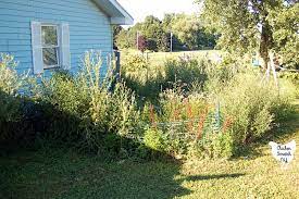 Find out more about weed management and eradication in the short guide below. What To Do When Your Garden Is A Lost Cause