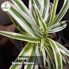 Image result for Chlorophytum sparsiflorum