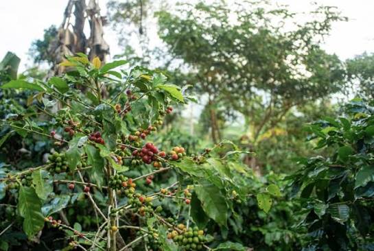 Coffee and sustainabilities: Agroforestry