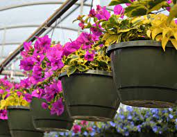 This hanging basket features three surdiva scaevola varieties and is sold, as is, at garden centers as disco diva. lantana loves heat, and once temperatures start to sizzle, the flower fest really starts — and never stops until fall frost. Top Hanging Baskets For Full Sun Fairview Garden Center