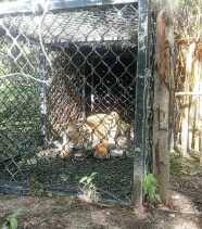 Polda jambi kembali menangkap 18 anggota kelompok serikat mandiri batanghari (smb) terkait kasus penganiayaan terhadap tim satgas karhutla jambi dan pt wks di kabupaten tanjungjabung barat. Tanggapan Pihak Pt Cpi Terhadap Phk Ratusan Pegawai Pt Wks Di Duri