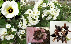 Image result for Turbina longiflora