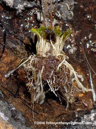 Image result for Genlisea margaretae