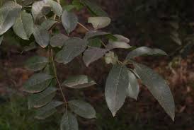 Image result for Stereospermum kunthianum