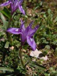 Image result for Moraea niassensis