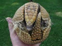 Armadillo Armadillo Endangered Animals Animals