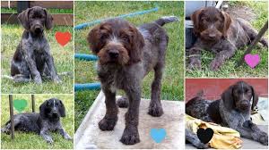 Image result for německý ohař drátosrstý stavba těla