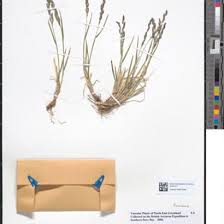 Image result for Kyllinga erecta