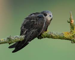 Результат пошуку зображень за запитом "стриж"