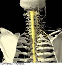 The disc is made up of a strong outer layer (the crusty outside), lots of water (the soft, squishy dough) with an inner core or nucleus (the jam). Cervical Disc Bodymotion Spine Sports Injuries Clinic
