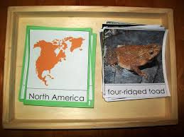 The word amphibian comes from the greek word amphibios, which means to live a double life. the noun amphibian has its roots in the words amphi, meaning of both kinds, and bios, meaning life. the word is used for the class of animals that spend part of their lives in water and part on land. Reptiles Amphibians Every Star Is Different