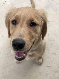 Should I worry about my small dog playing with a Great Dane?