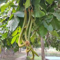 Image result for Fernandoa