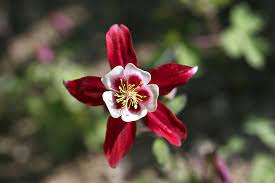 Red and white flowers plant. 25 Best Red Flowers For Gardens Red Perennials And Annuals