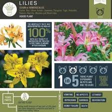 I know the whole plant is toxic, but why? Lilly Toxicity Beautiful Flowers But Very Deadly Beattie Pet Hospital