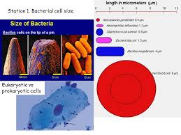 Pyogenes) and demonstrated targeted genome cleavage in human and mouse cells. Lab Exercise 9 The Prokaryotes Station 1 Bacterial Cell Size Eukaryotic Vs Prokaryotic Cells Ppt Download