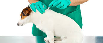 Afin de mieux la comprendre et de mieux l'appréhender, nous verrons dans un premier temps quelles sont les causes de cette maladie, puis quels en sont les symptômes. Proteger Votre Chien Des Tiques Connaitre La Maladie De Lyme Purina