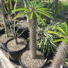 Image result for Pachypodium