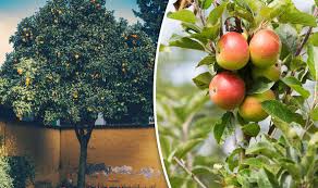 You can even grow strawberries in hanging baskets! Now S A Good Time To Plant Fruit Trees In Your Garden Says Alan Titchmarsh Alan Titchmarsh Columnists Comment Express Co Uk