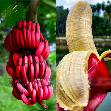 We feature many species of trees but we have a greater amount of tropical bonsai. 20 Pc Red Banana Seeds Garden Potted Fruit Tree Bonsai Buy Online At Best Prices In Bangladesh Daraz Com Bd