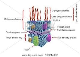 Unlike other membrane transport proteins, porins are large enough to allow passive diffusion, i.e., they act as channels that are specific to different types of molecules. Porin Images Illustrations Vectors Free Bigstock
