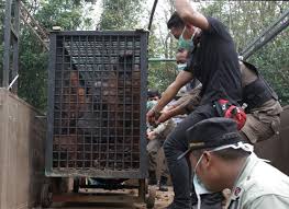 Check spelling or type a new query. Dua Orangutan Tambah Koleksi Kebun Binatang Medan