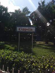 coppelia coppelia like a local photo