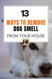 13 Ways To Remove The Dog Smell From Your House Dog Smells Dog Odor Remover Dog Odor Eliminator