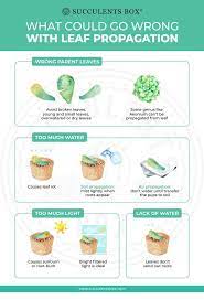 Pin On Diy Gardening
