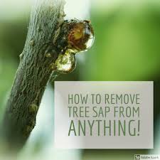 How To Remove Sticky Tree Sap Or Pine Pitch From Almost Anything Remove Tree Sap Tree Sap How To Remove