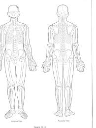 The human skeleton is made up of 206 bones. Muscle Diagram Blank Koibana Info Skeletal System Printable Human Body Axial Skeleton Worksheet Answer Kindergarten Axial Skeleton Worksheet Answer Key Coloring Pages Arithmetic Word Problems Difference Between Number And Integer 2 Step