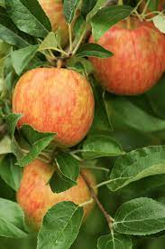 Great for eating right off the tree, as well as a great addition to salads. Fruit Trees For Zone 4 Learn About Fruit Tree Growing In Cold Climates