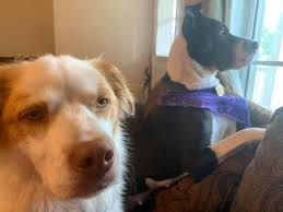 Happy #nationalpuppyday 🐾