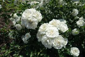 Affordable and search from millions of royalty free images, photos and vectors. White Rose Cultivars Learn About Different Types Of White Rose