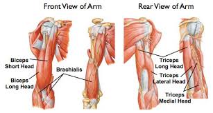 Forearm muscles in the anterior compartment are arranged in superficial, intermediate and deep categories. Muscles Of The Arm Movement Of Forearm Diagram Quizlet
