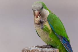 These small, green parrots have lived in edgewater since at least 1980 and were numbered at 200 to 230 in a 2008 article in the new york times and about 200 in 2019. Feeding Quaker Or Monk Parakeets Vca Animal Hospital