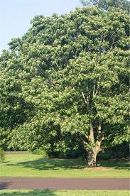 Image result for Hovenia dulcis