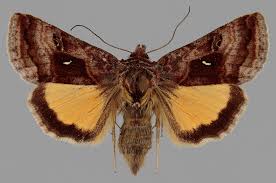 Image result for Syngrapha hochenwarthi