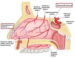Cara merawat hidung anda agar tidak kotor adalah dengan menggunakan masker. Hidung Berdarah Epistaxis Punca Dan Cara Rawatan The Diagnosa