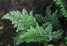 Image result for Vandenboschia
